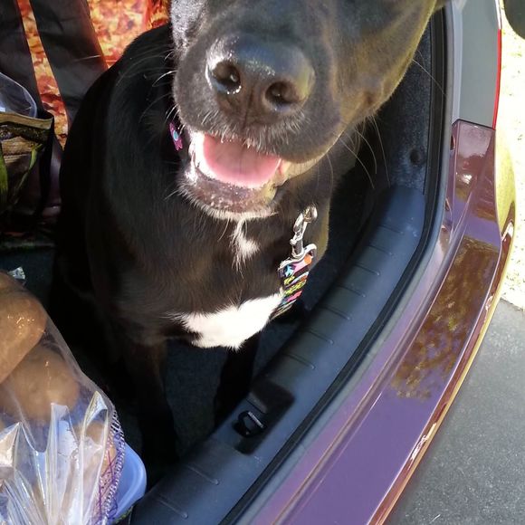 Meet your Posher, Natalia - Picture 1 of 1